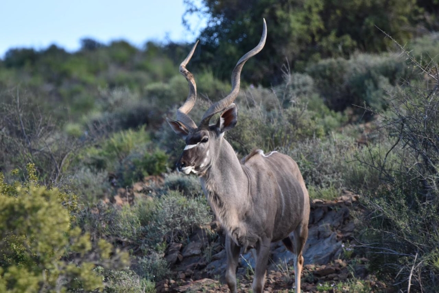 0 Bedroom Property for Sale in Ladismith Rural Western Cape